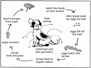 flea_life_cycle