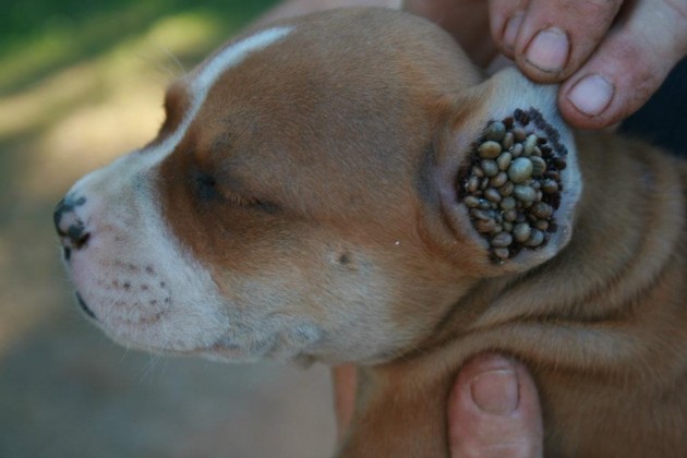 ticks infestation on animals